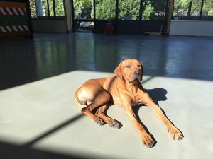 Lees meer over het artikel Industriële cementgebonden gietvloer Arnhem 250 m2