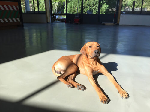 Industriële cementgebonden gietvloer Arnhem 250 m2